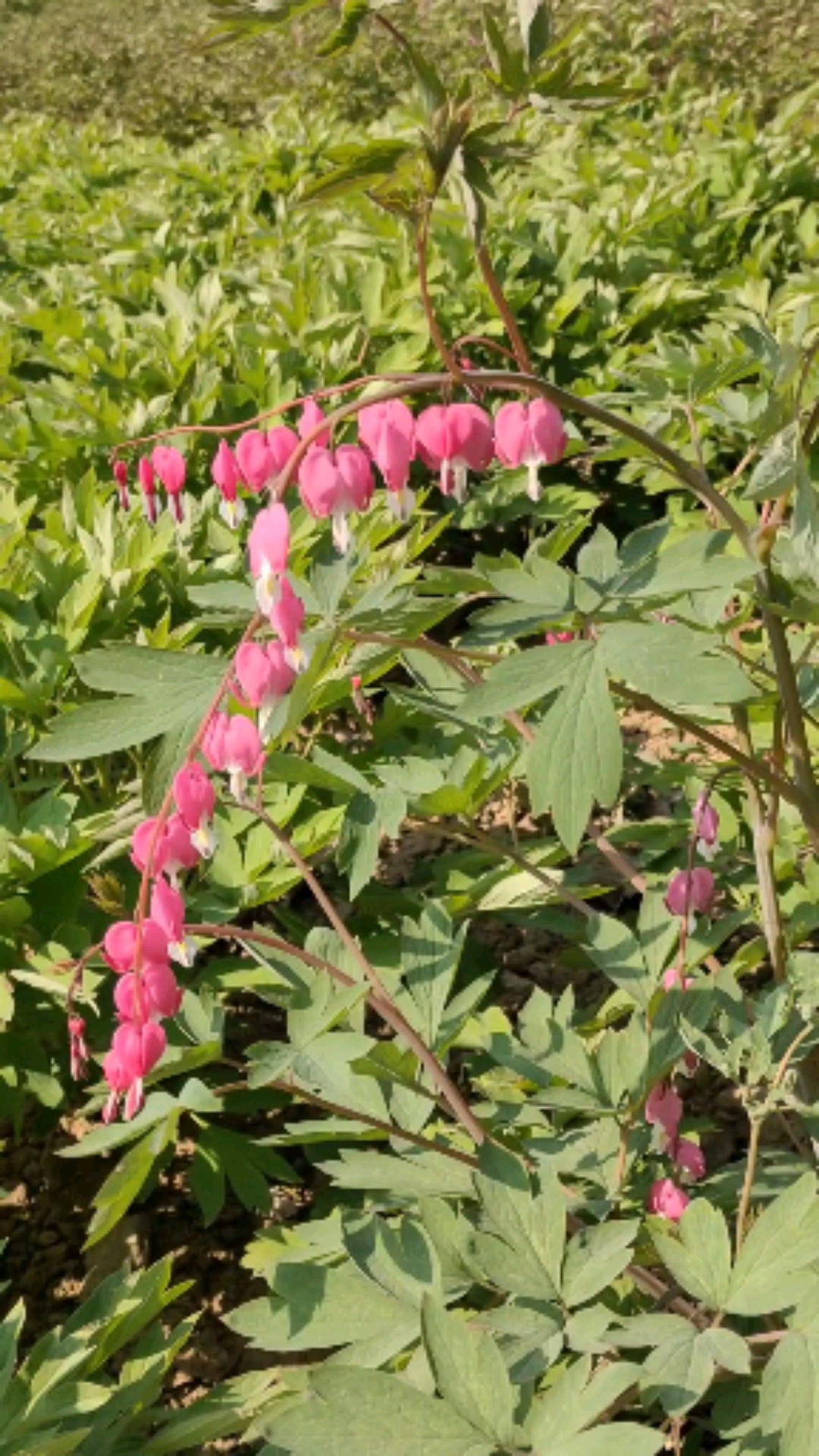 牡丹荷包牡丹开花最早凋谢最晚花期长达一个月