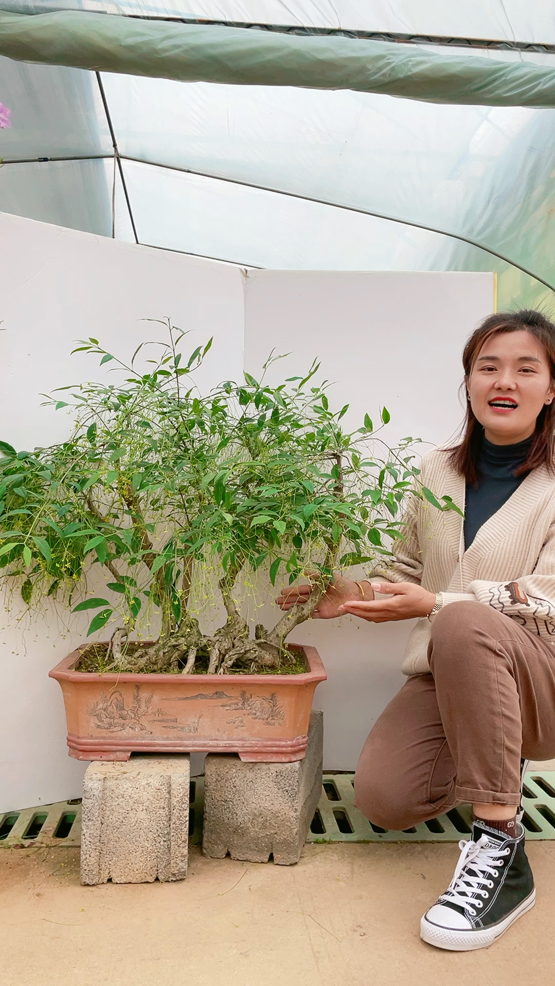 文人卫矛盆景图片图片