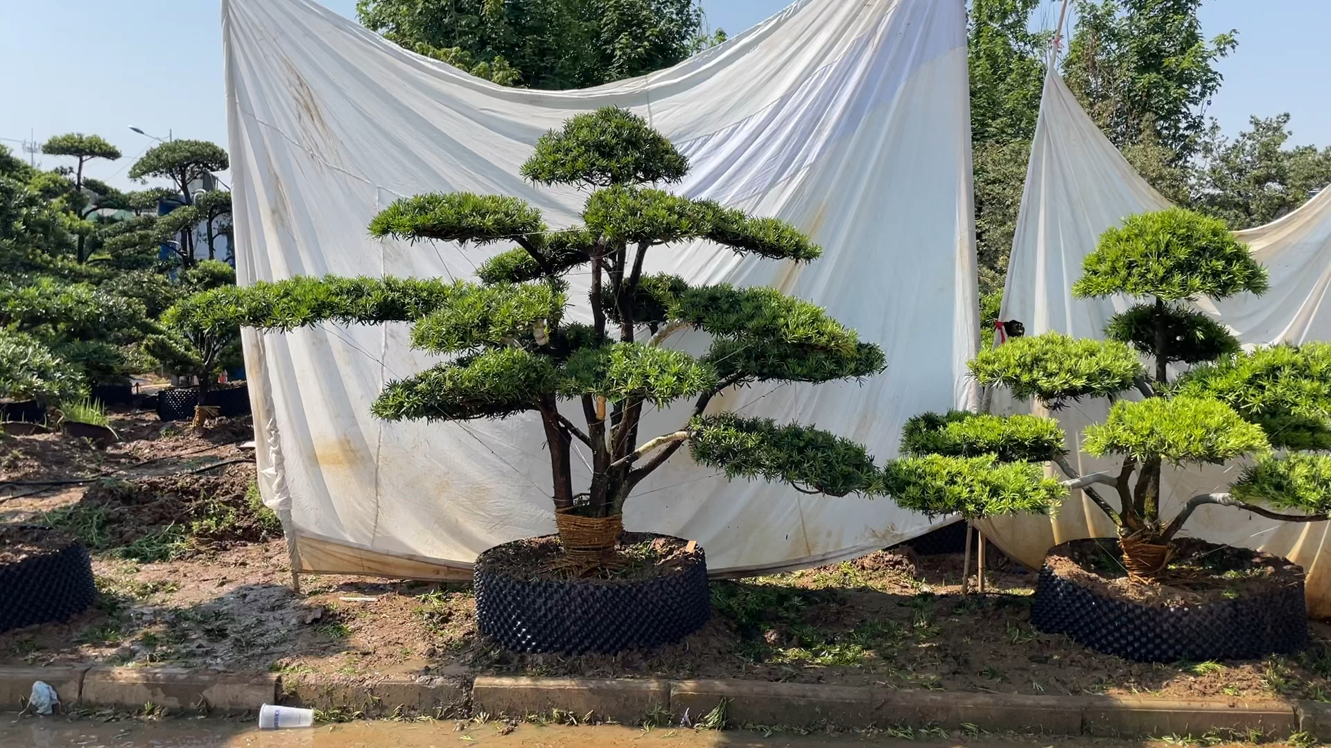 家有罗汉松事事都轻松地景罗汉松造型树