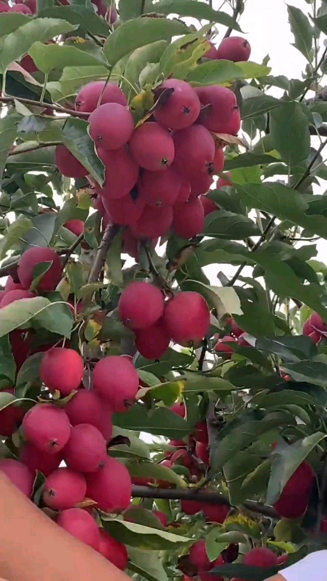 鸡心果树苗育苗基地秋后大量出圃