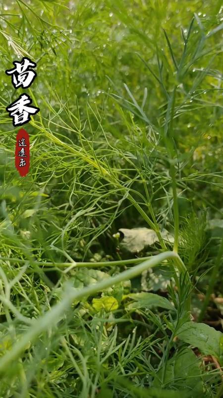 认识中草药#百草中药之茴香,原名小怀香,药食共用