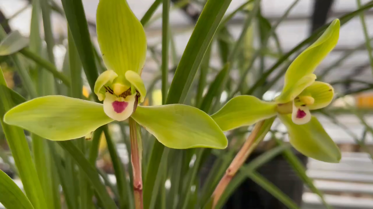 兰花#春兰翠一品