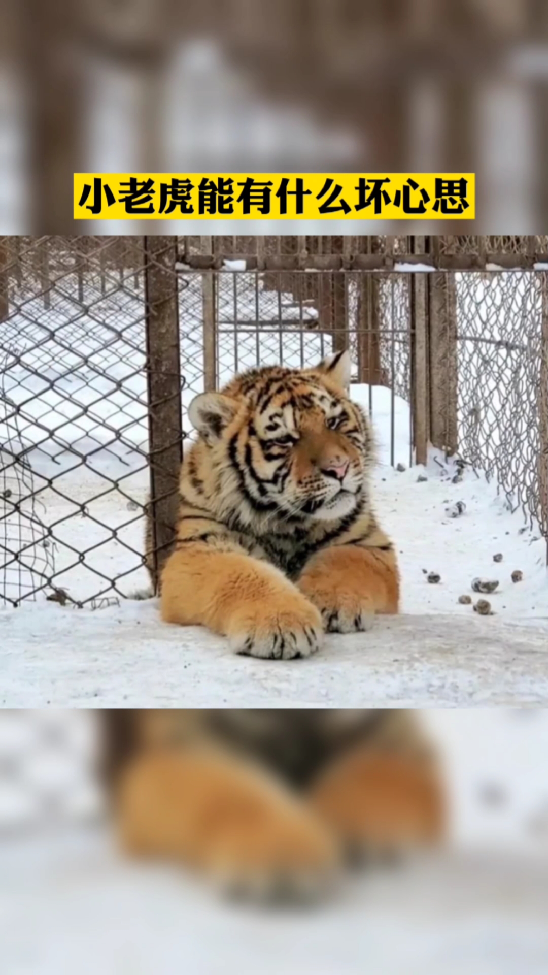 动物园的老虎这么都憨憨的