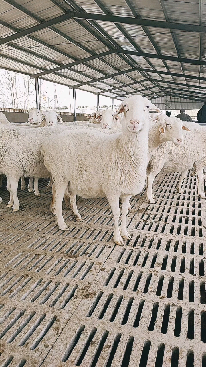 湖羊养殖#繁殖能力强的肉羊品种——湖羊