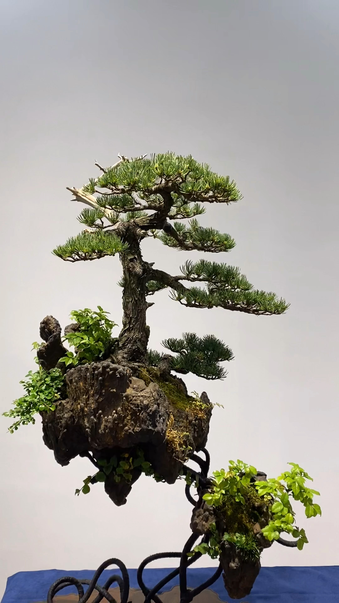 千奇百怪盆景桩#全世界独此一棵,此生拥有这样一棵此生无憾!