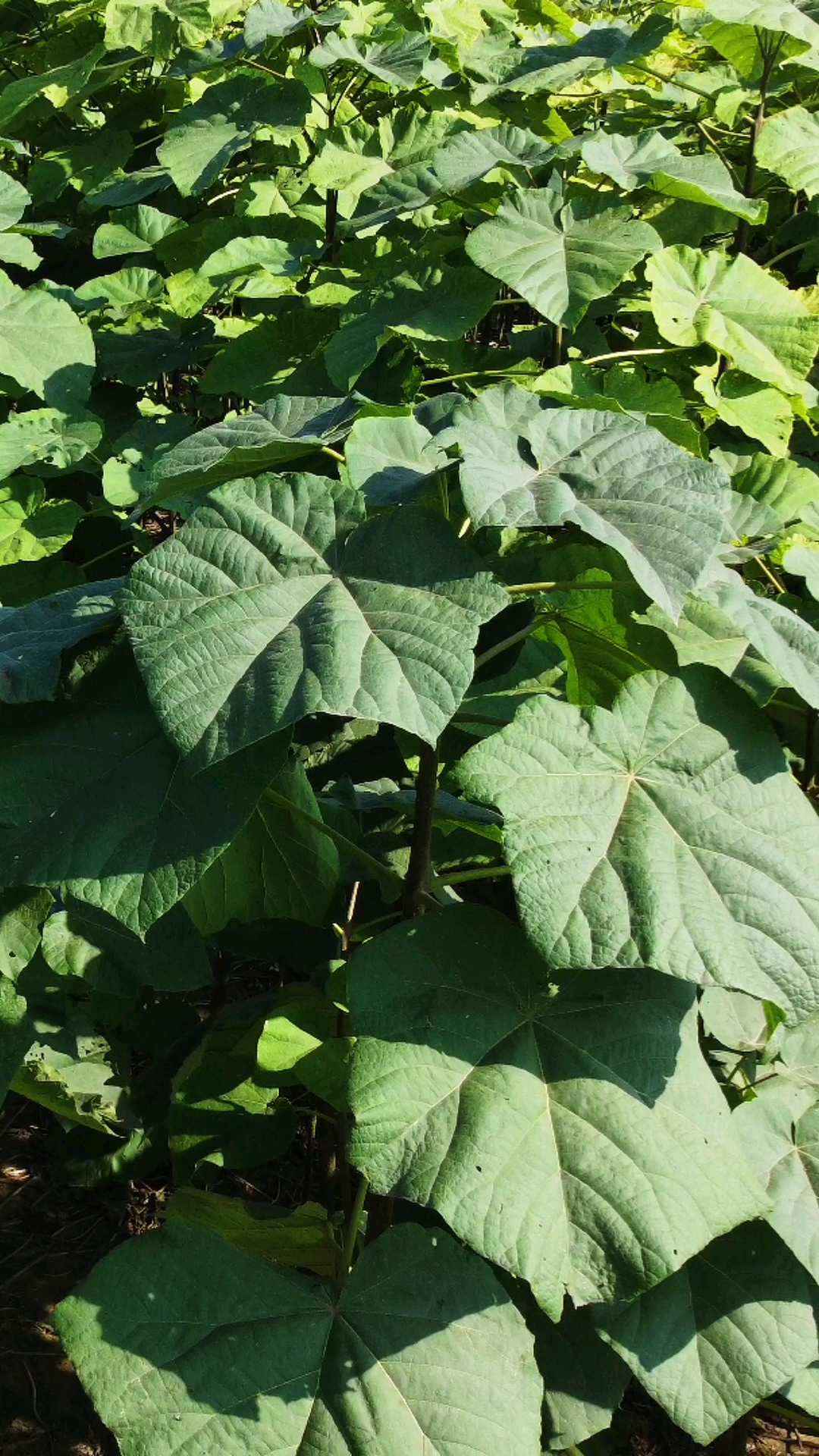 泡桐农村的朋友小时候用过这种树叶遮雨泡桐树苗泡桐树