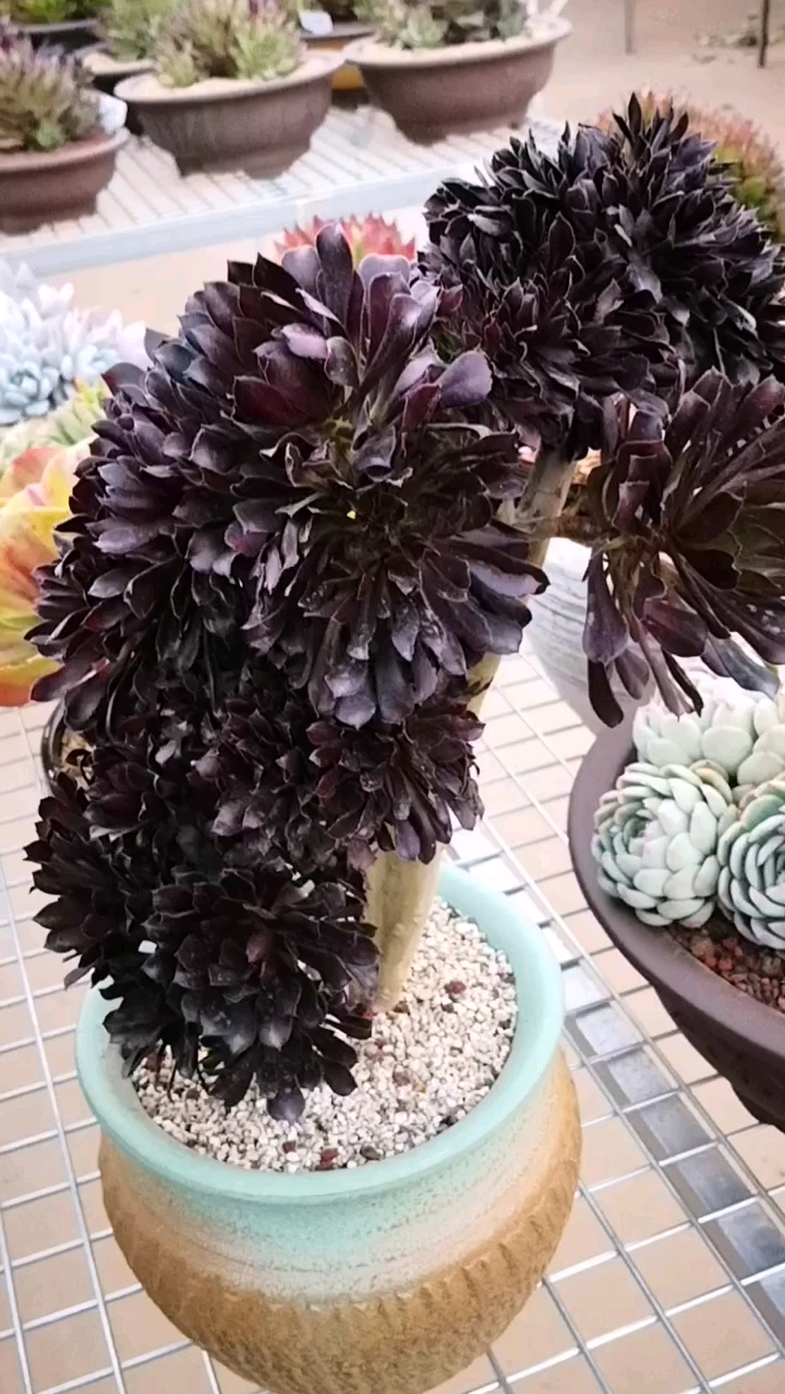 有一种可爱叫多肉造型很有趣的黑法师缀化给你独一无二的感觉