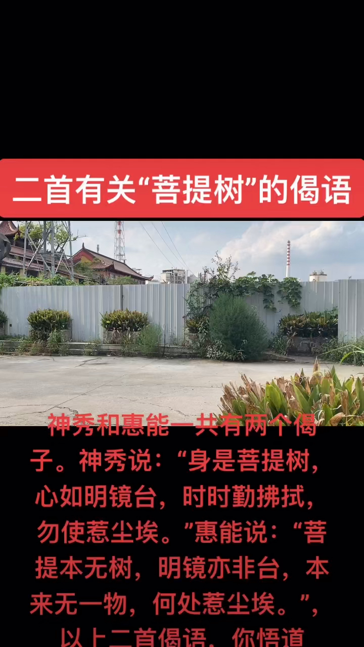 二首有关菩提树的偈语神秀和惠能一共有两个偈子神秀说身是菩提树