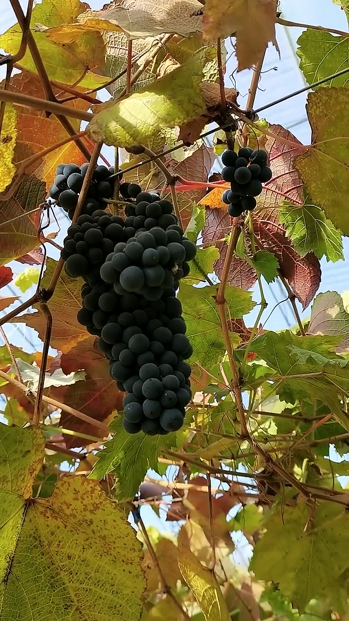 白冰红抗寒葡萄嫁接苗,成活率高