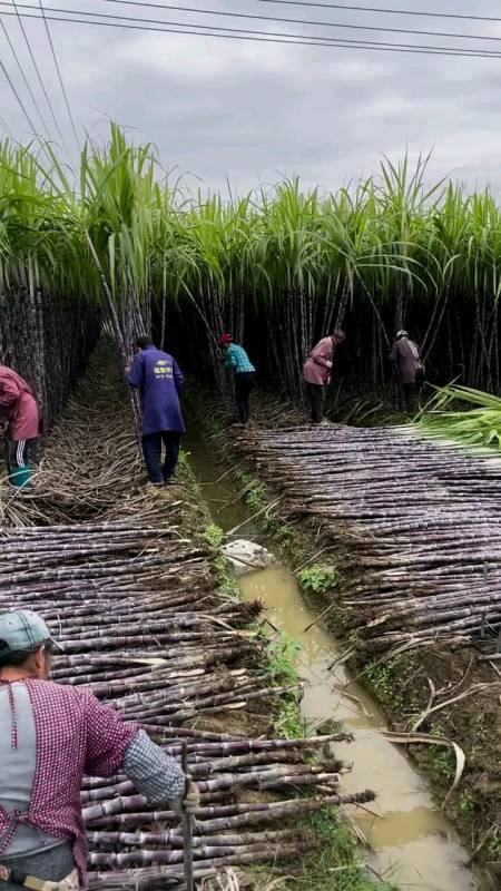 砍甘蔗#广西黑皮甘蔗#三农助力-度小视