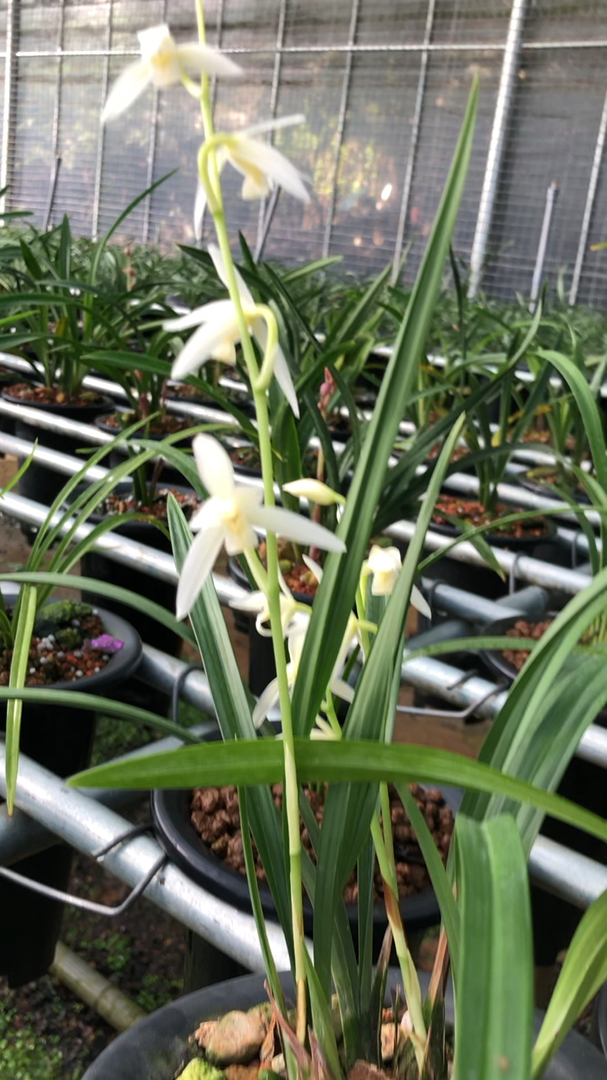 兰花#建兰漓江雪洁白如雪