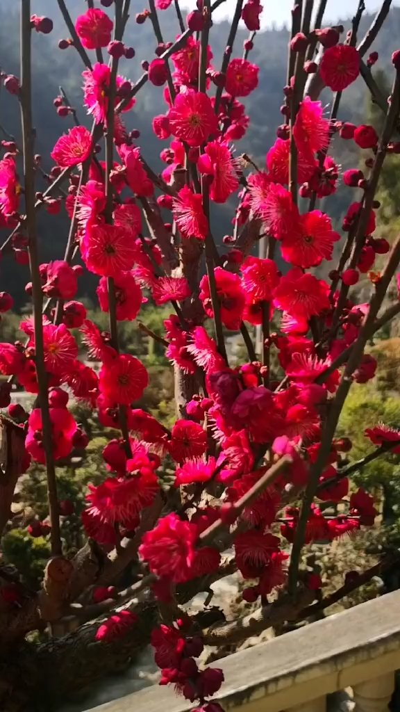 乌羽玉梅花