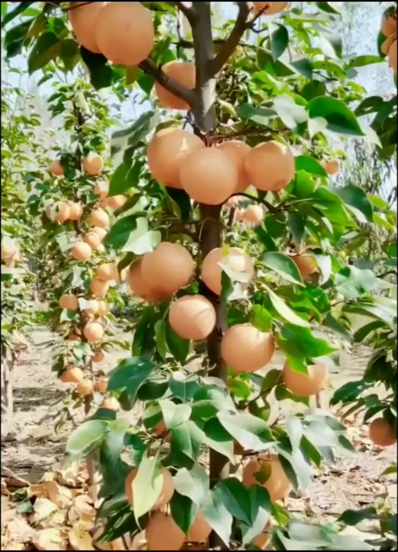 柱状梨品种图片