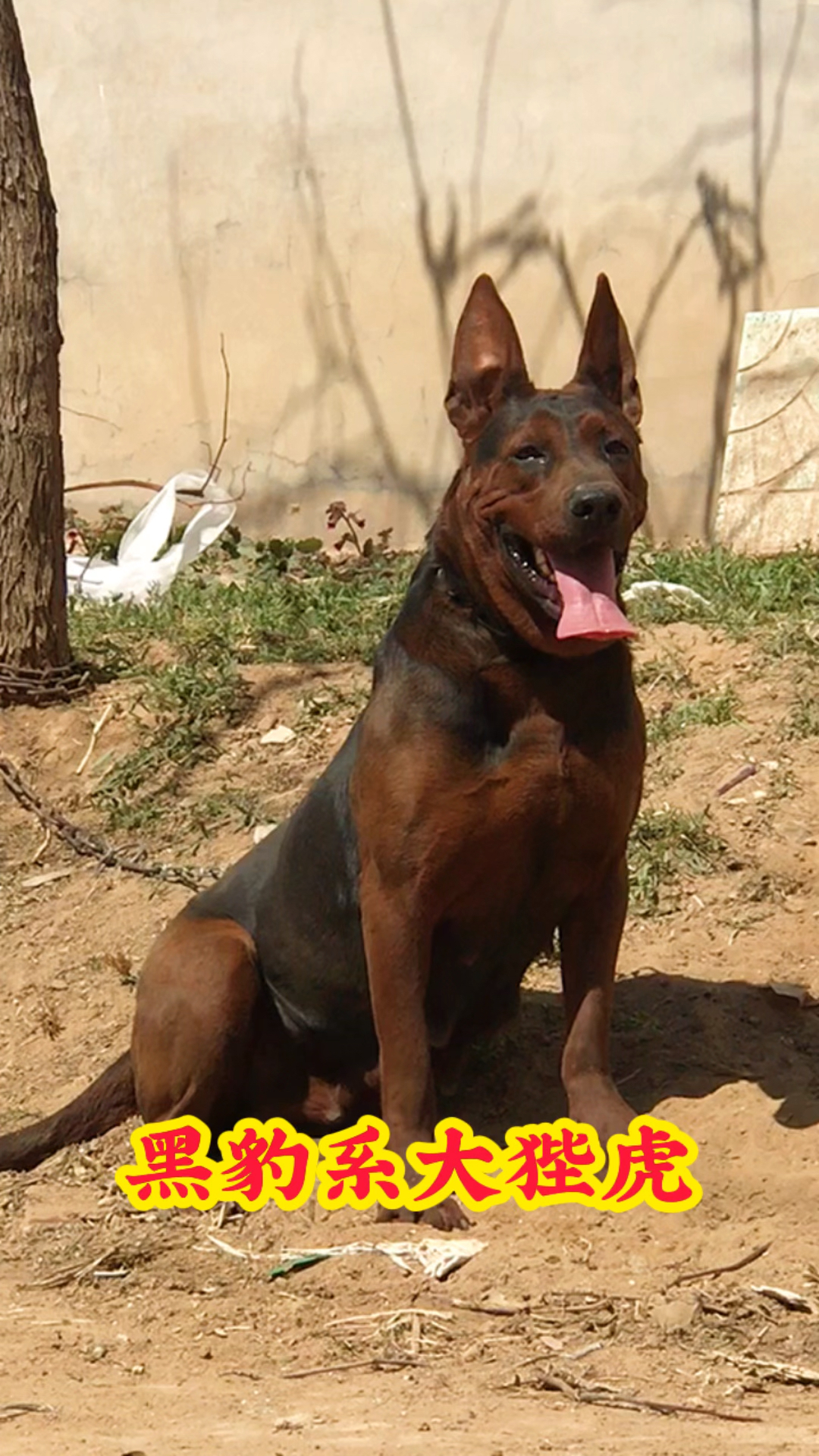 莱州红犬#中国红犬#狗狗#热门#犬伴一生