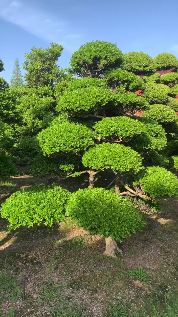 瓜子黄杨造型树,四季常青不落叶,家有黄杨世代栋梁