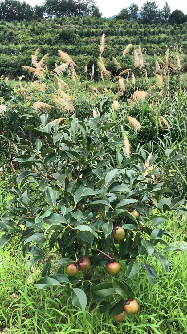 红花油茶树小果大