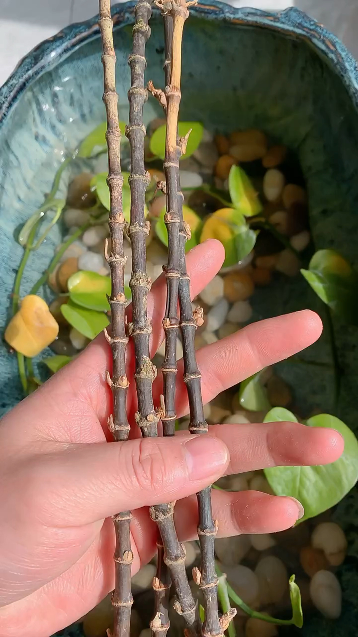 一根细小的竹子,竟然还有这个用处.-度小视