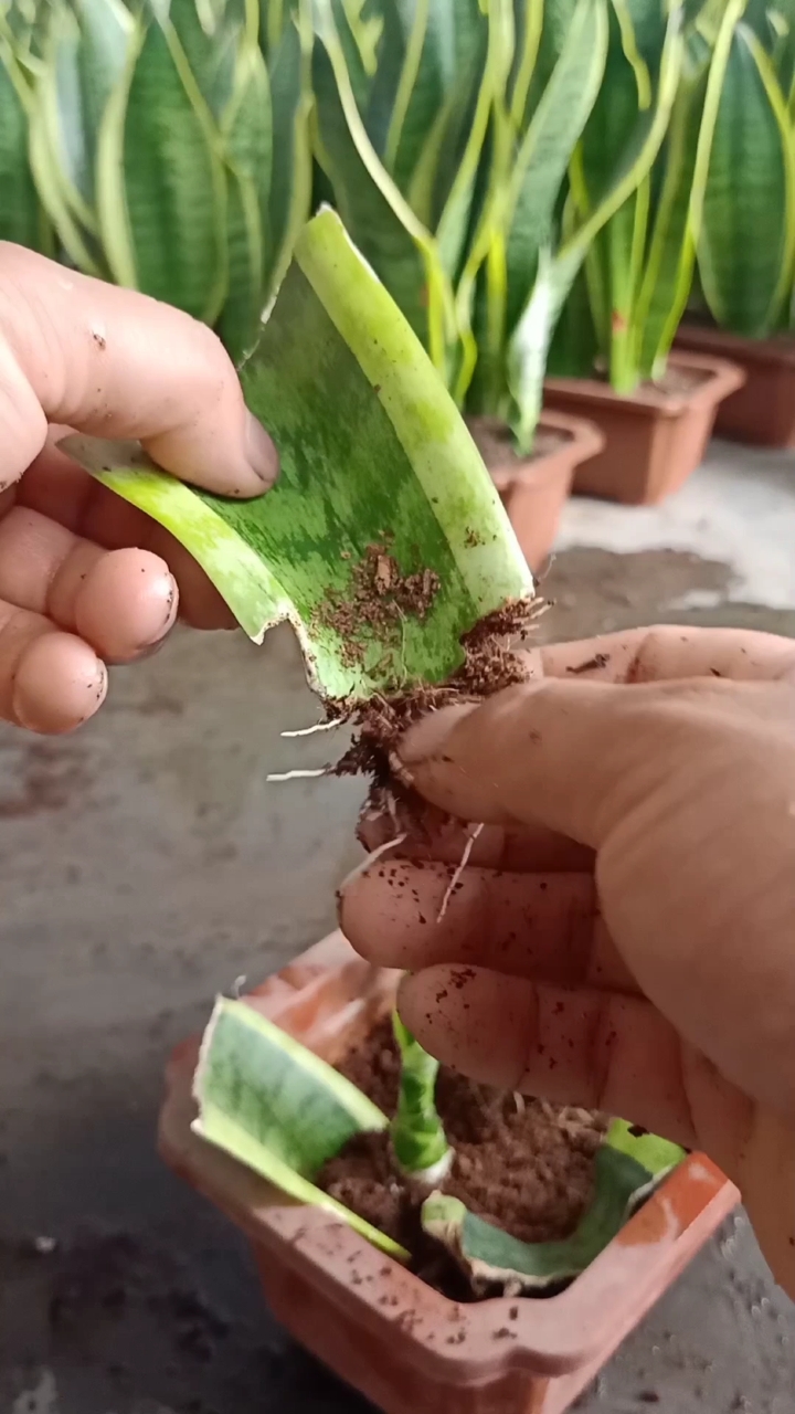 扦插技术#虎皮兰叶插技术,成活率高达百分之百,你看懂了吗?
