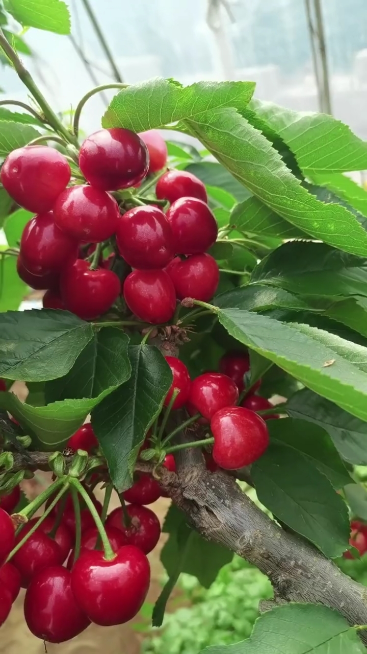泰安开发区泽雨苗圃#鲁樱三号樱桃成熟了