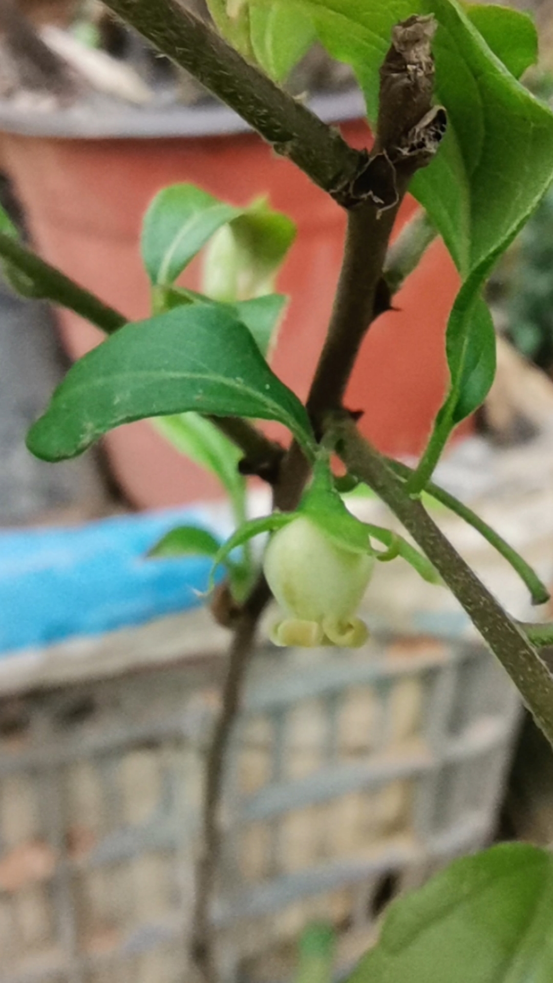 老鸦柿#老鸦柿,籽播3年苗,母.花开2剩其1