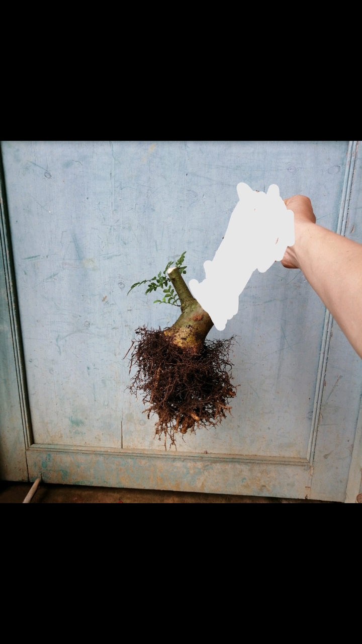 盆景#大枝扦插对节白蜡