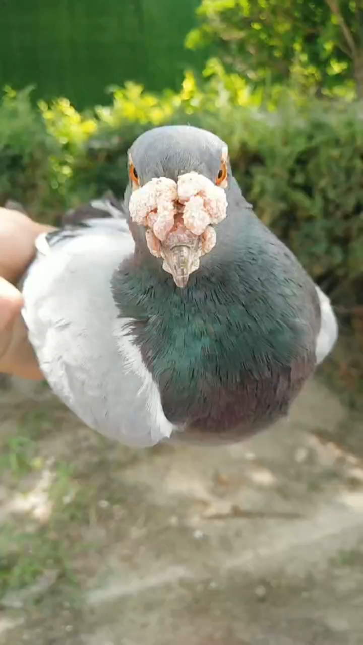 鸽魔#纯血詹森019种雄.大鼻子,子代以发挥.