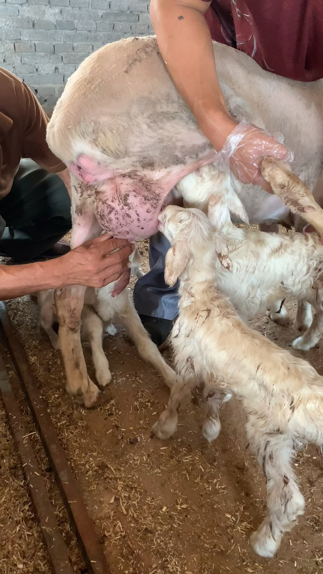 母羊产羔太多,奶水不够吃怎么办呢?