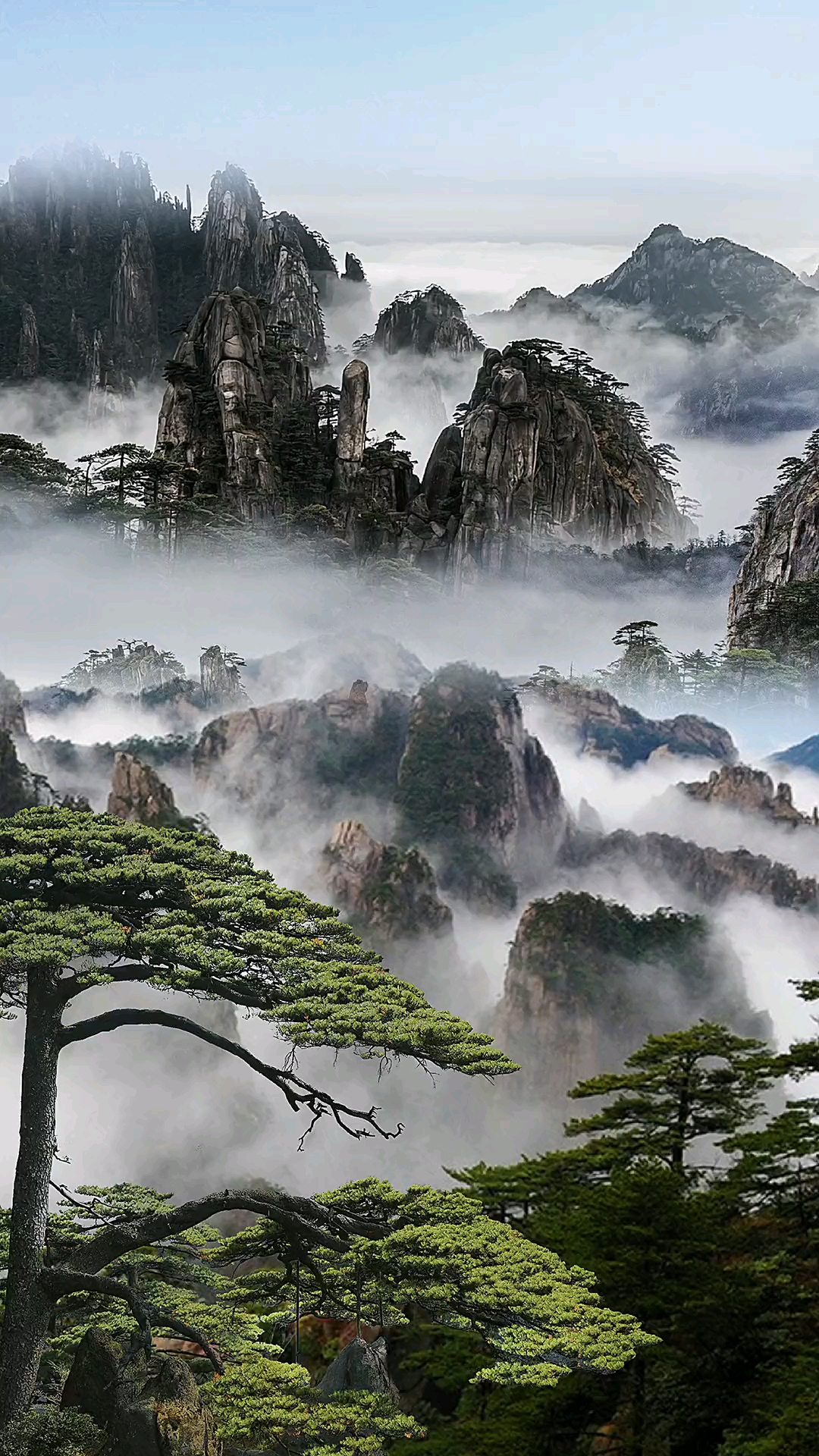 一不小心误入黄山仙境,养了眼,醉了心,甚是难忘!这才是水墨画!
