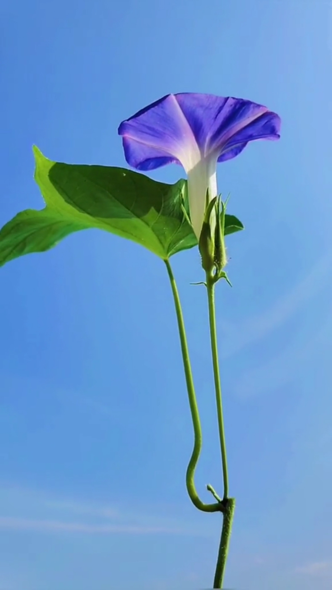 你好,夏天#牵牛花,牵牛花,说大话,吹喇叭.