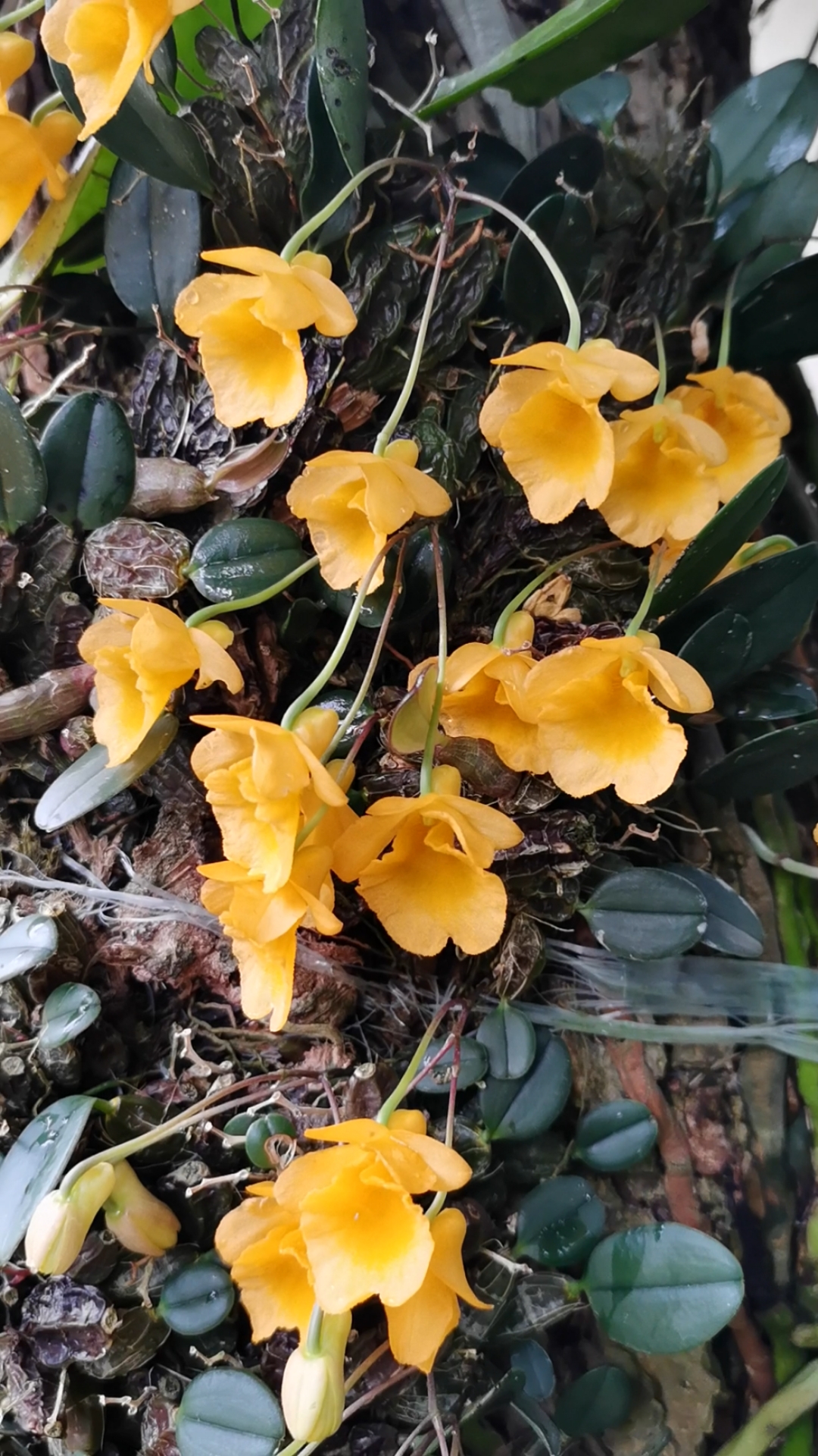 石斛记#寄养在门口树上的龟背石斛,也开始开了