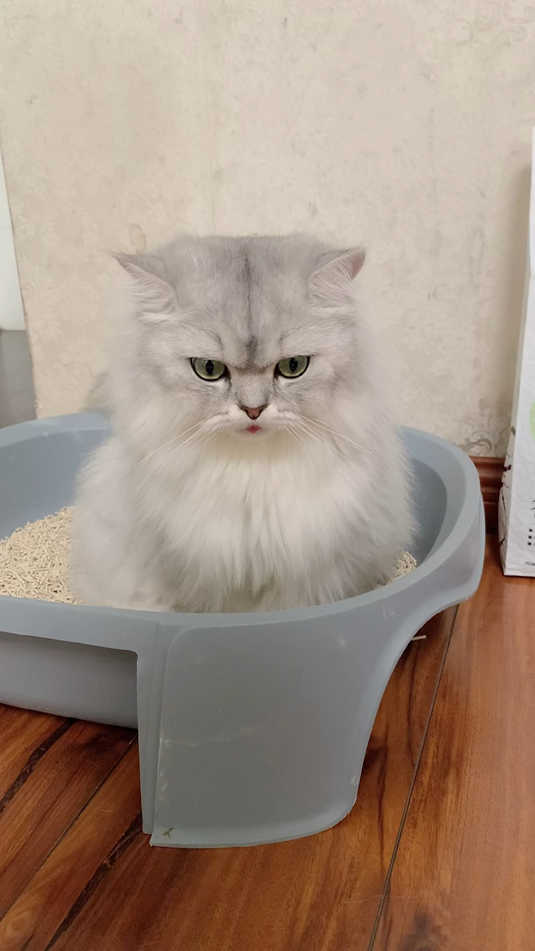 神宠来袭#以其猫之道还治其猫之身