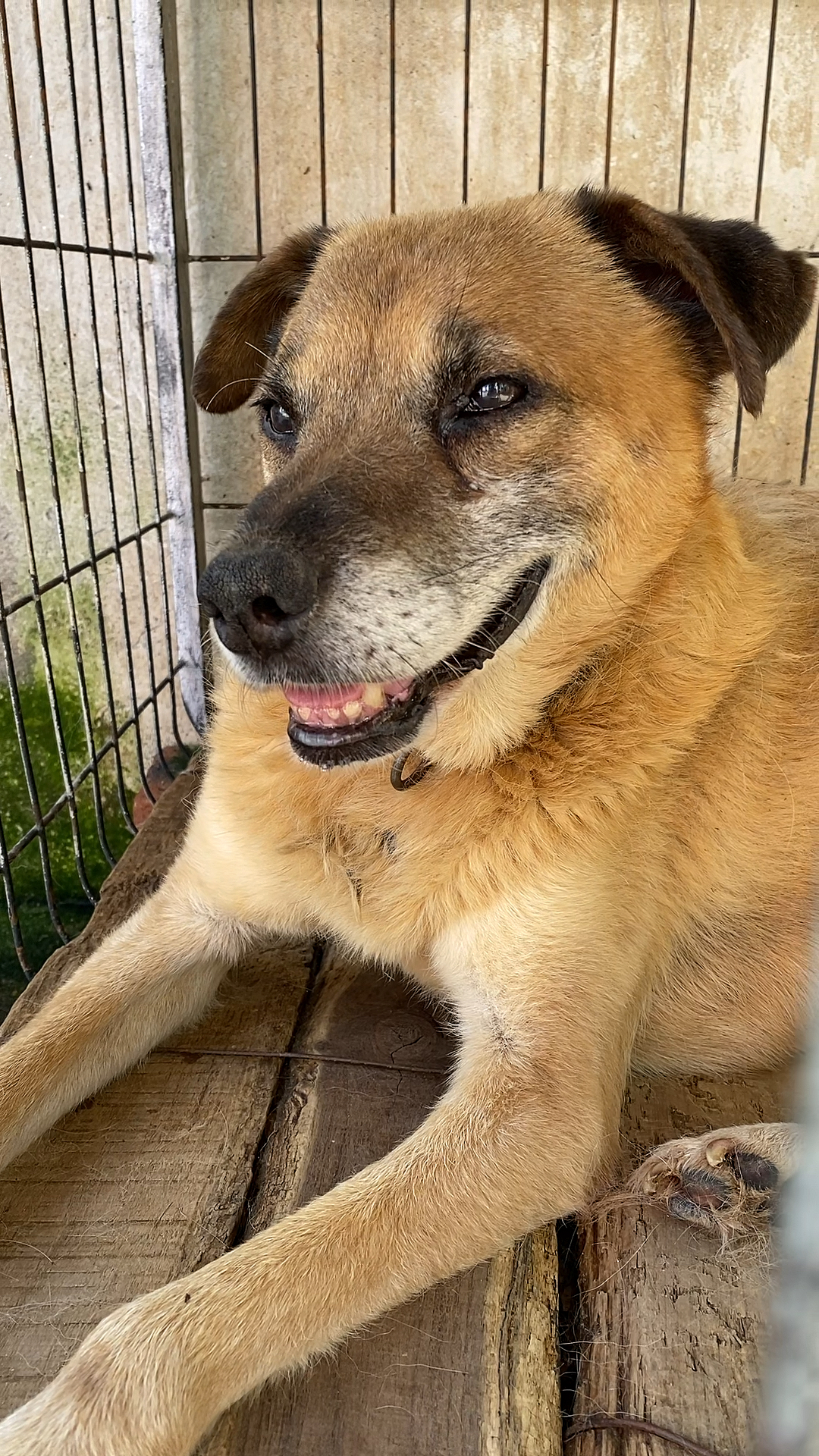 十六年的老土狗了眼睛看不到了这是想起什么事了笑上了