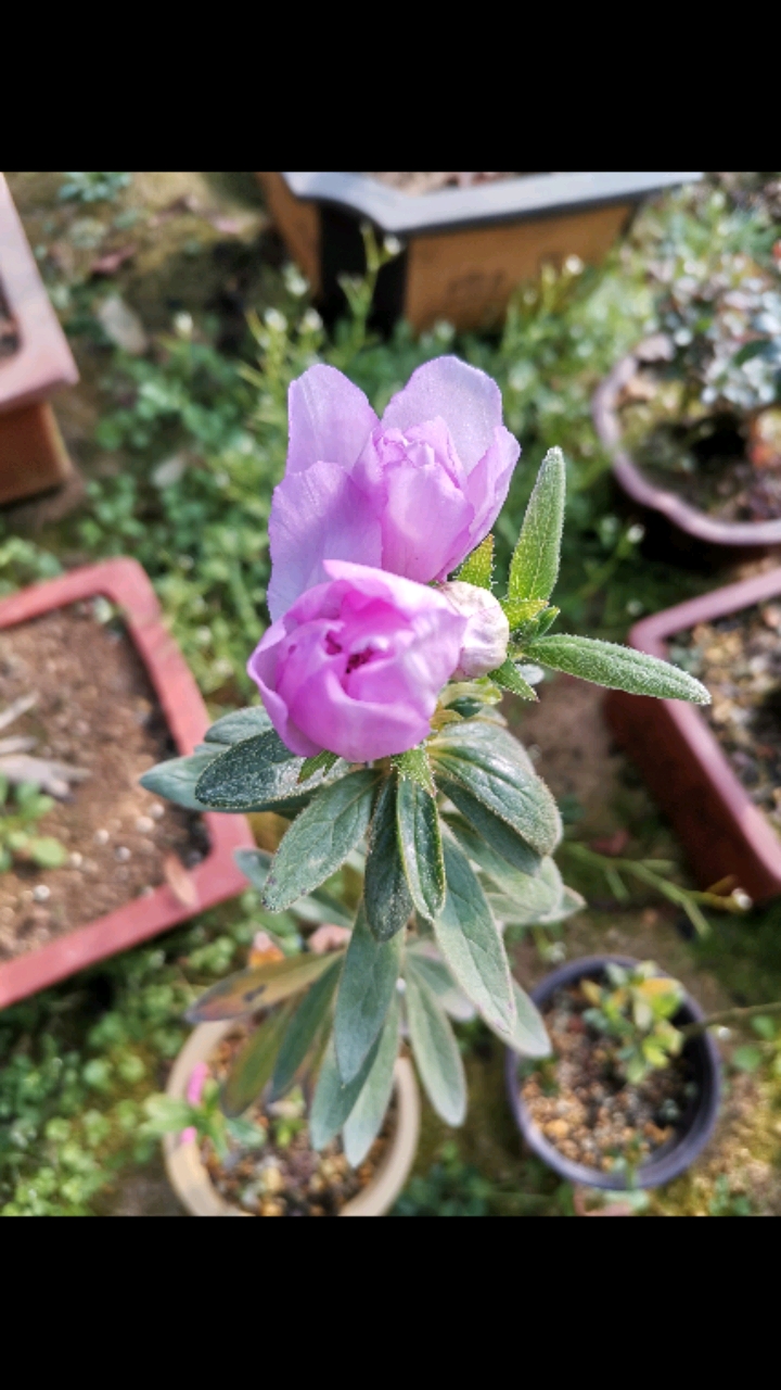 杜鹃花～岸牡丹