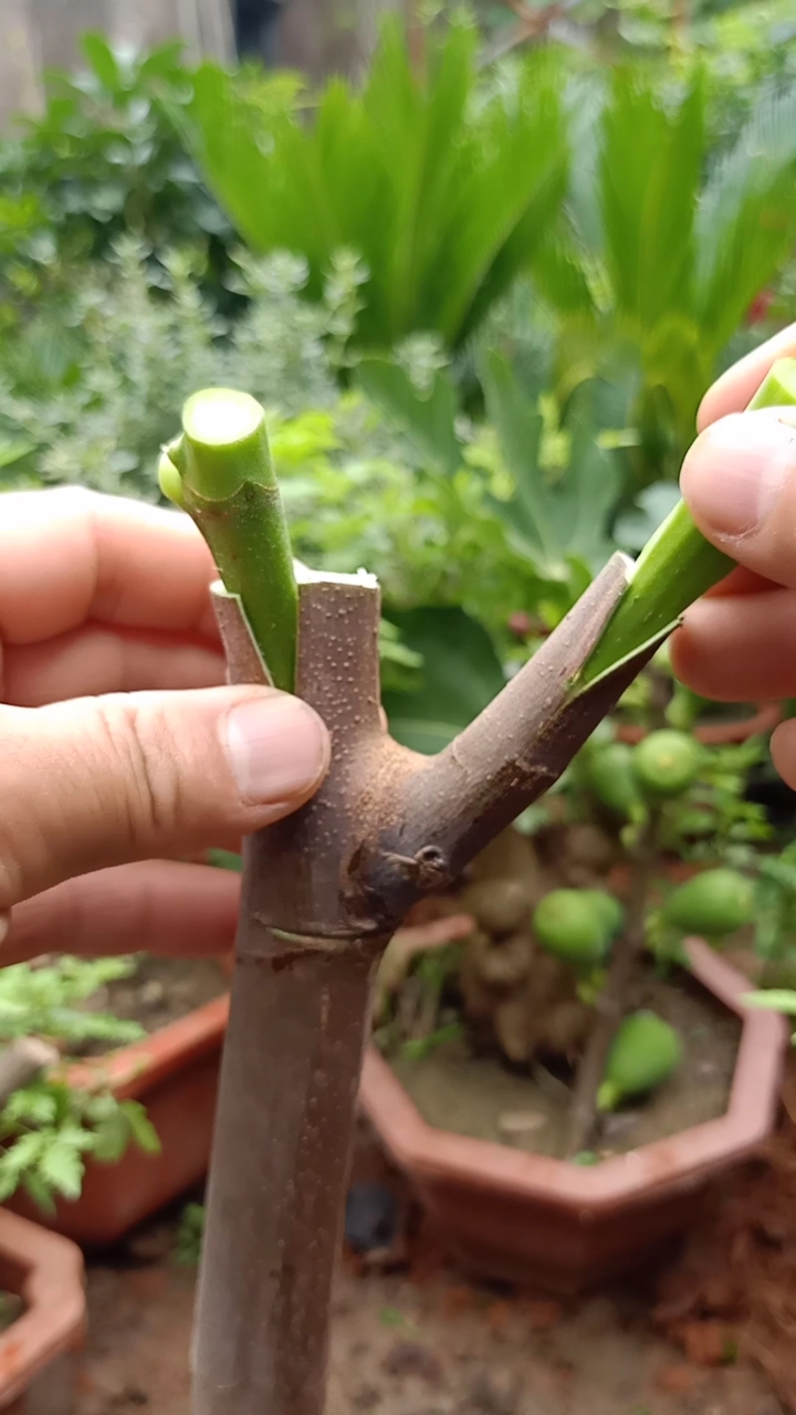 嫁接技术#这是嫁接果树和花树最常用的插皮接技术,你看懂了吗?