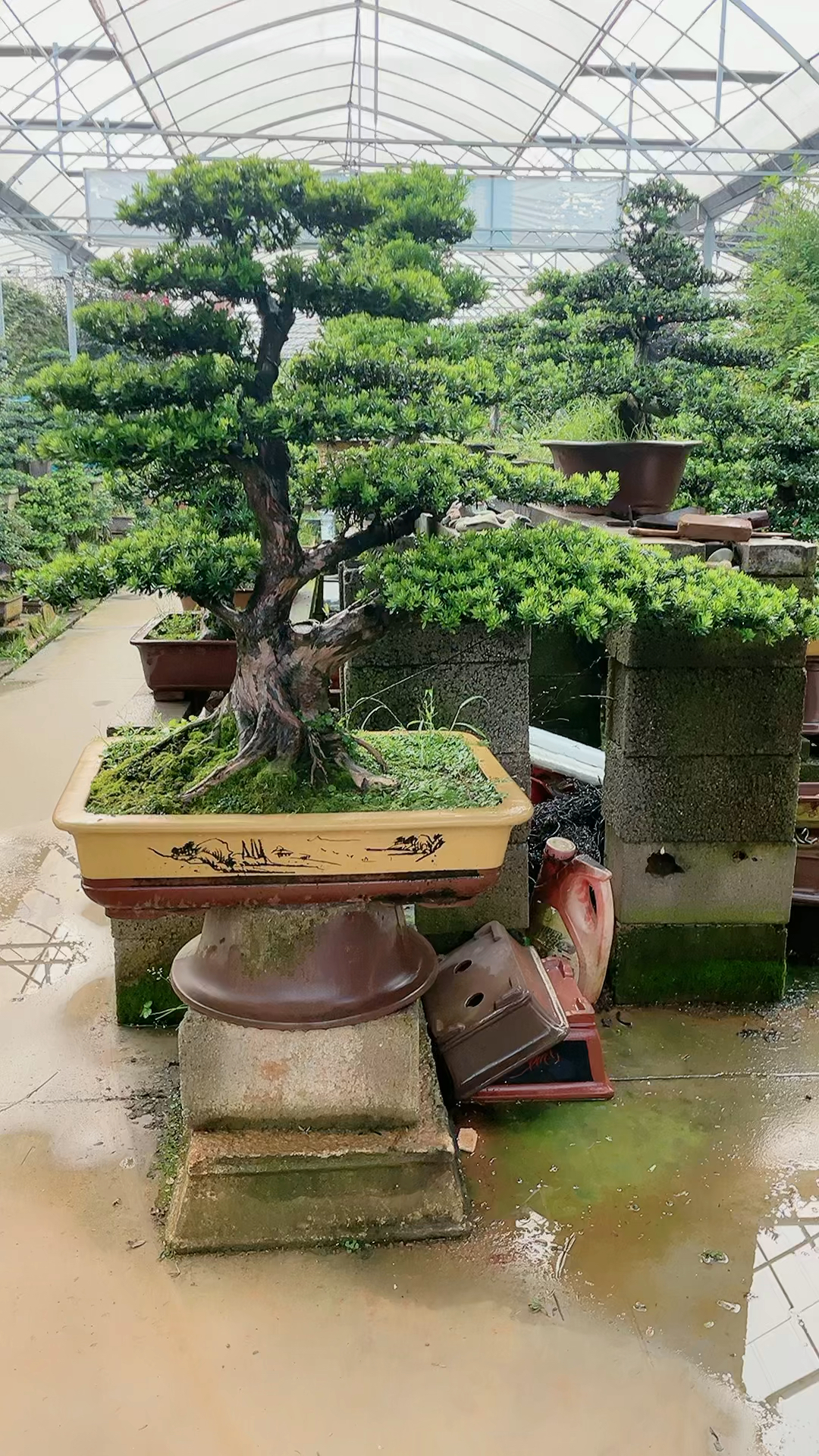 大飘枝,米叶罗汉松