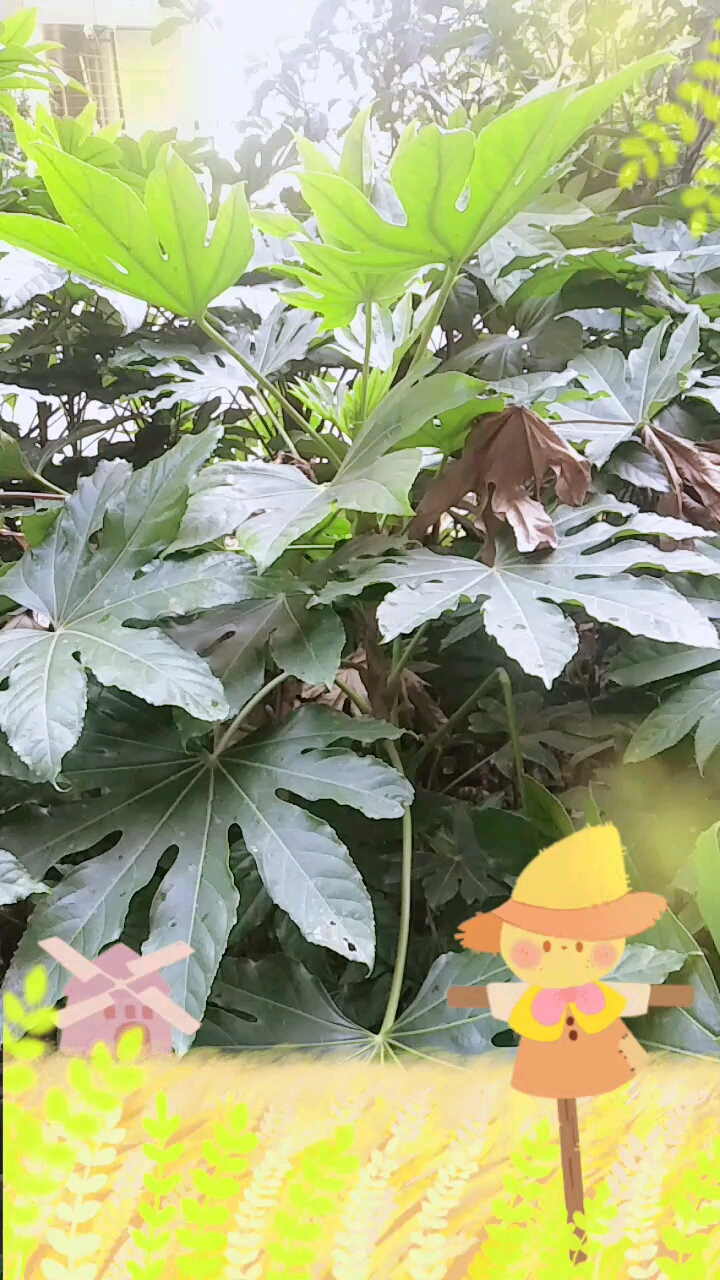 吸尘植物