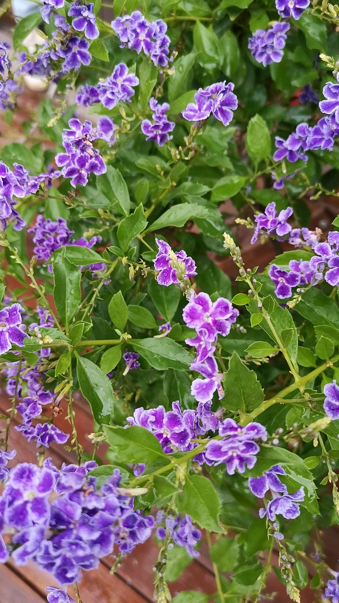 假连翘#一串串开出来的小花,美得不可方物,还有淡淡的巧克力香味