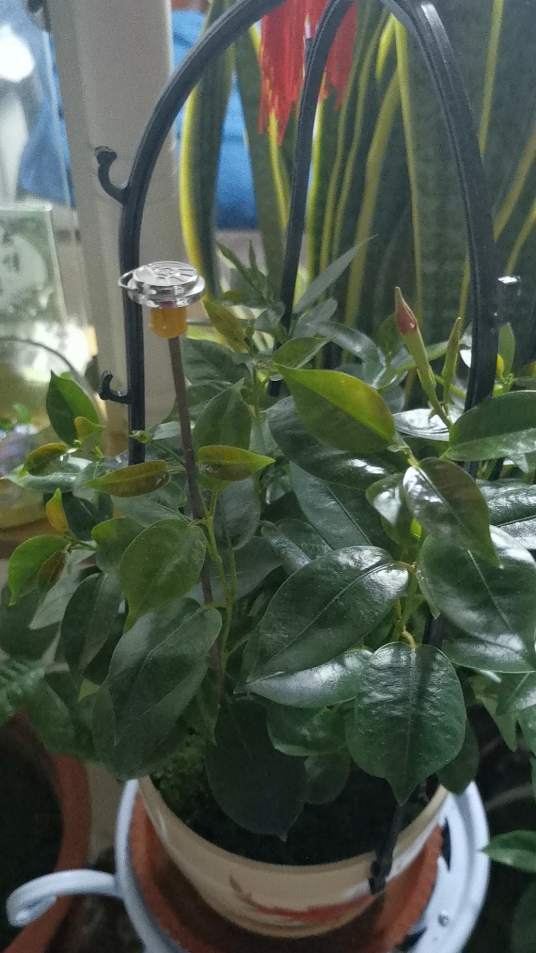 你一眨眼我就心动#飘香藤,又长花苞了,漂亮