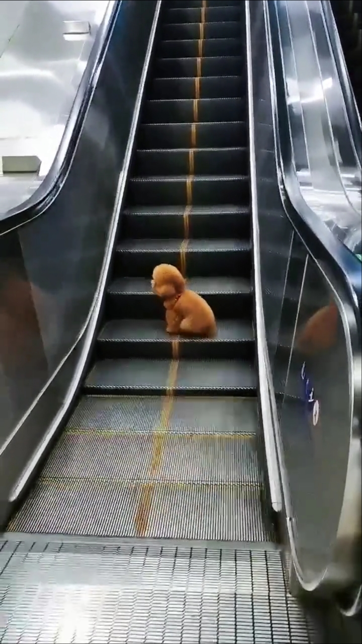 搞笑萌宠#爱做电梯的狗狗