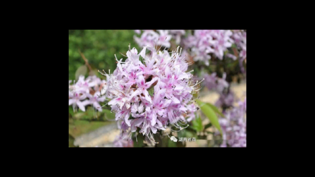 杜鹃花#溪畔杜鹃,绝美品种,稀有品种