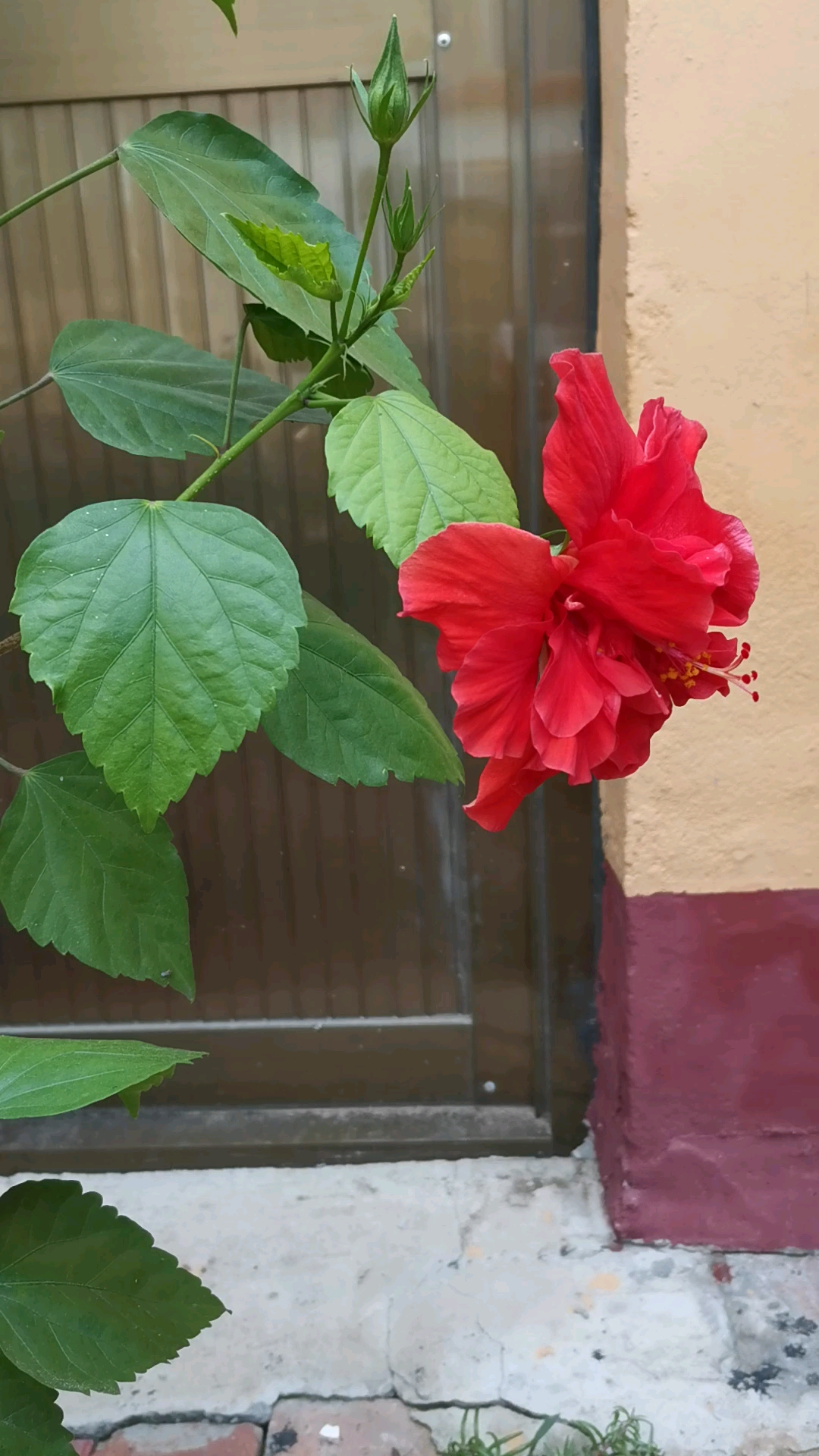 记录生活#这稞桑叶牡丹养了三年了.