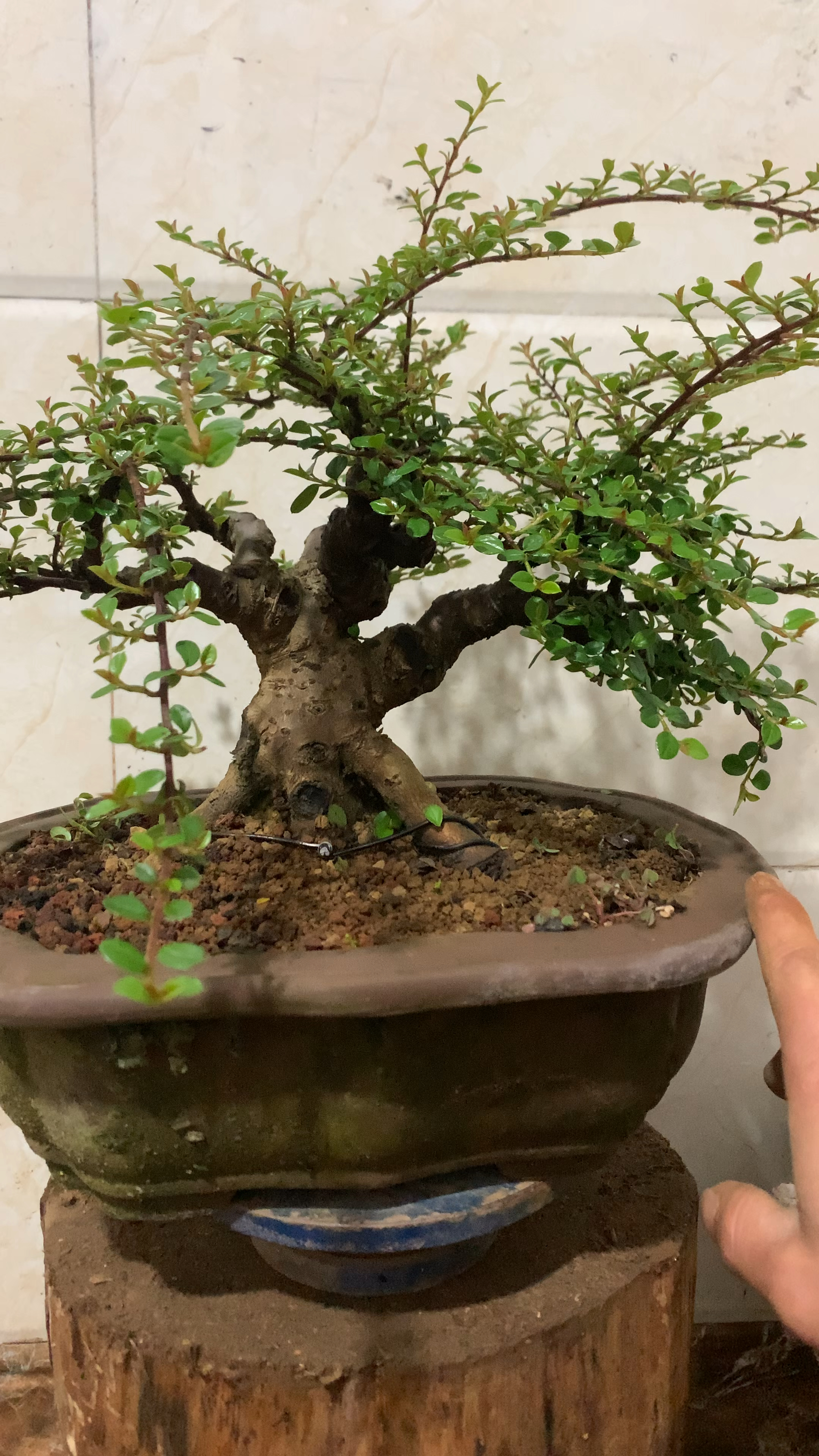 荀子红花平枝矮霸