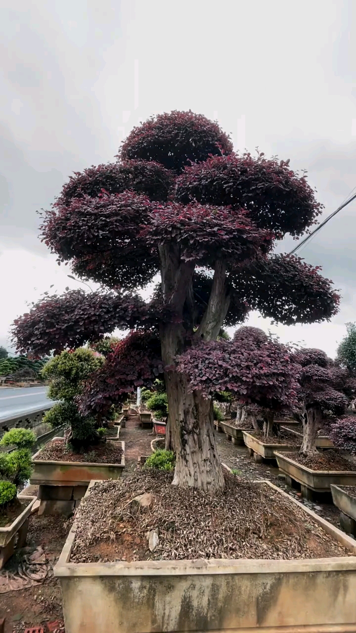 红花继木造型树,四季常青不落叶,适合庭院别墅农家小院栽植