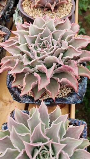 多肉植物#多肉植物饺子皮的正确打开方式!