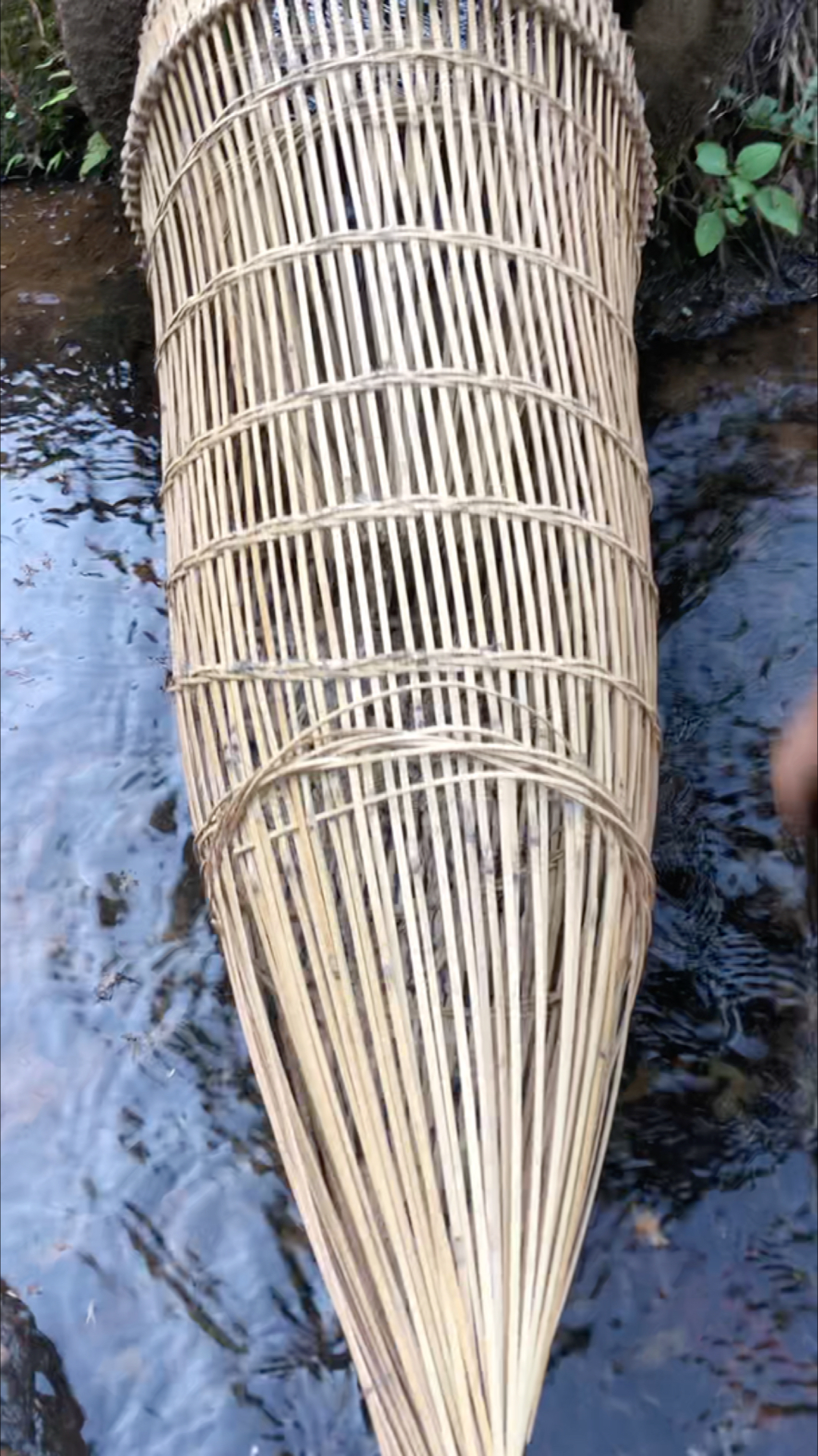 古老地笼抓下水鱼,石斑鱼特别多.非常干净-全民小视频