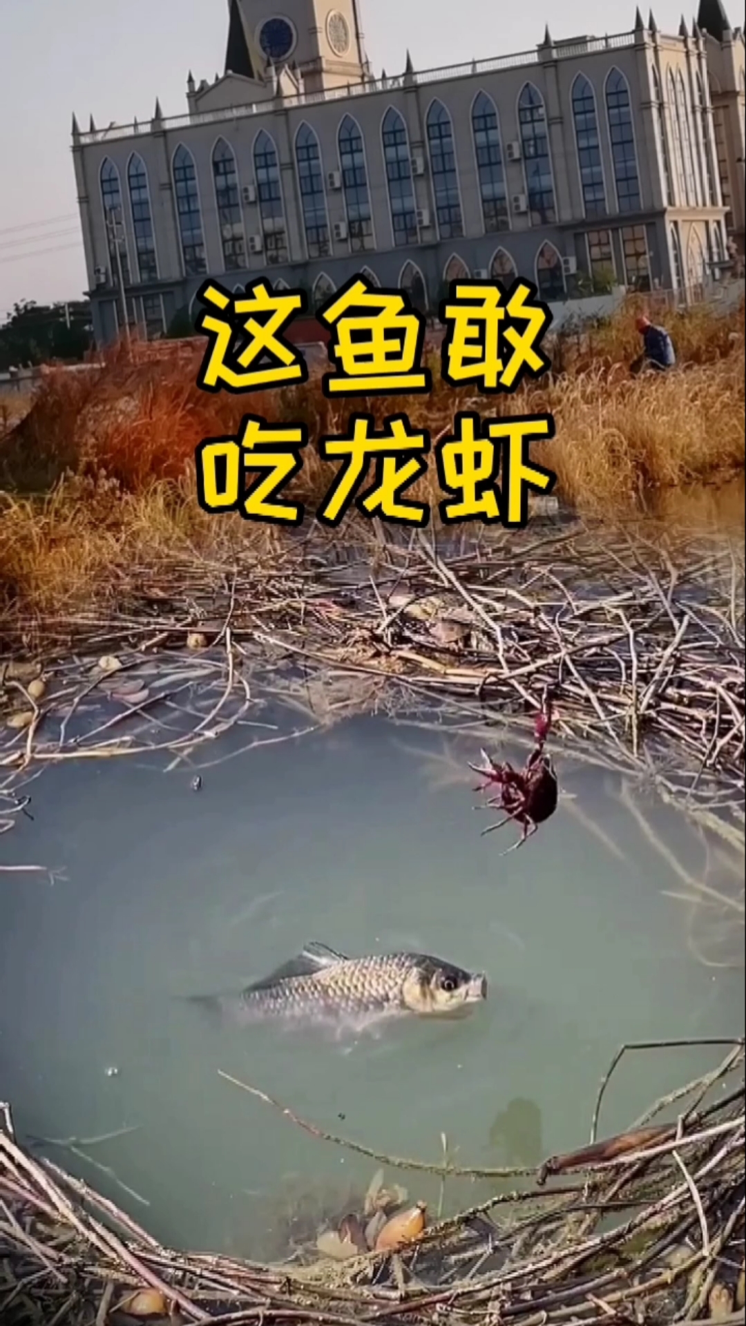 户外抓鱼#实在太饿,龙虾也得吃了
