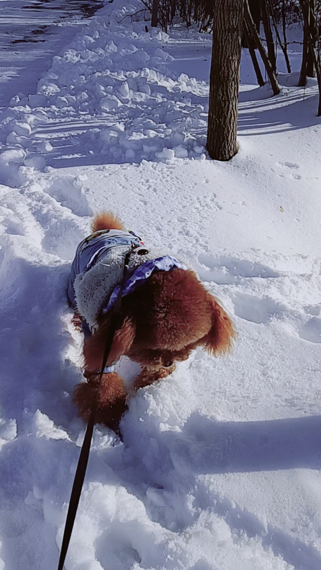 记录生活#爱玩儿雪的小毛孩儿