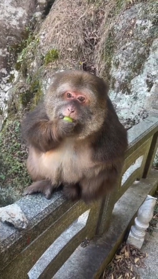 独臂猴星星优雅的吃着葡萄