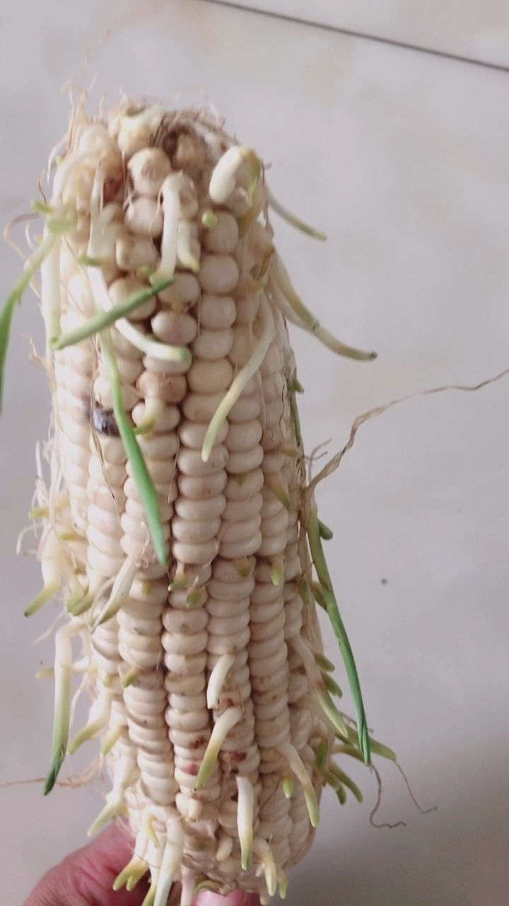 乡村生活#买了4一5天的玉米没吃,发芽了