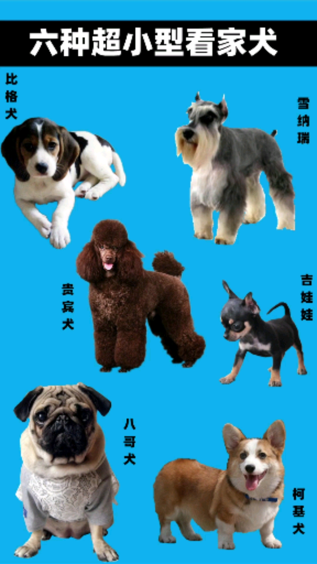 六种超小型家庭护卫犬,体型小却超顾家,城市和农村的两用犬